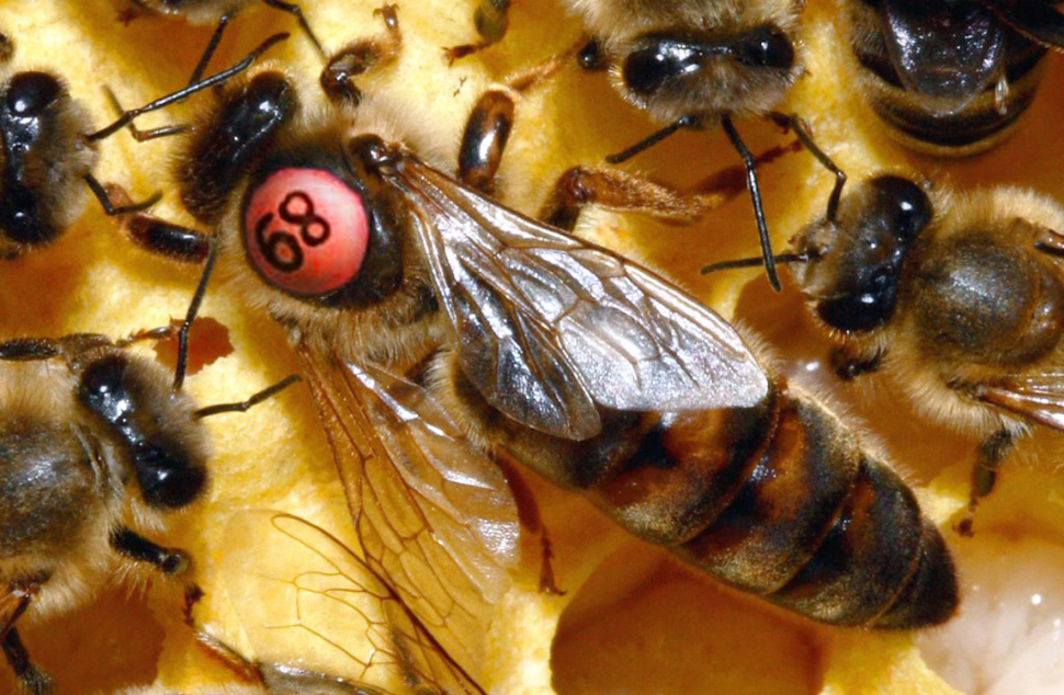 Породы пчел карпатка и карника: характеристики, отличительные черты и особенности, какой вид лучше