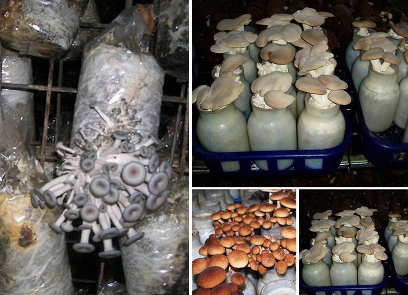 Как выращивать грибы в теплице - советы бывалых дачников.