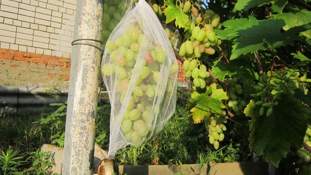 Как защитить виноград от ос