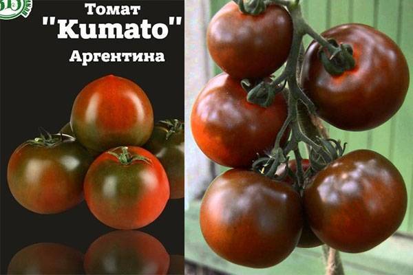 Томат кумато – среднеспелый черный помидор с отменными вкусовыми характеристиками