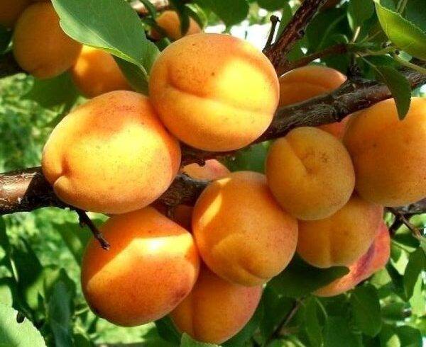 8 лучших сортов абрикоса для подмосковья, правила их посадки и выращивания