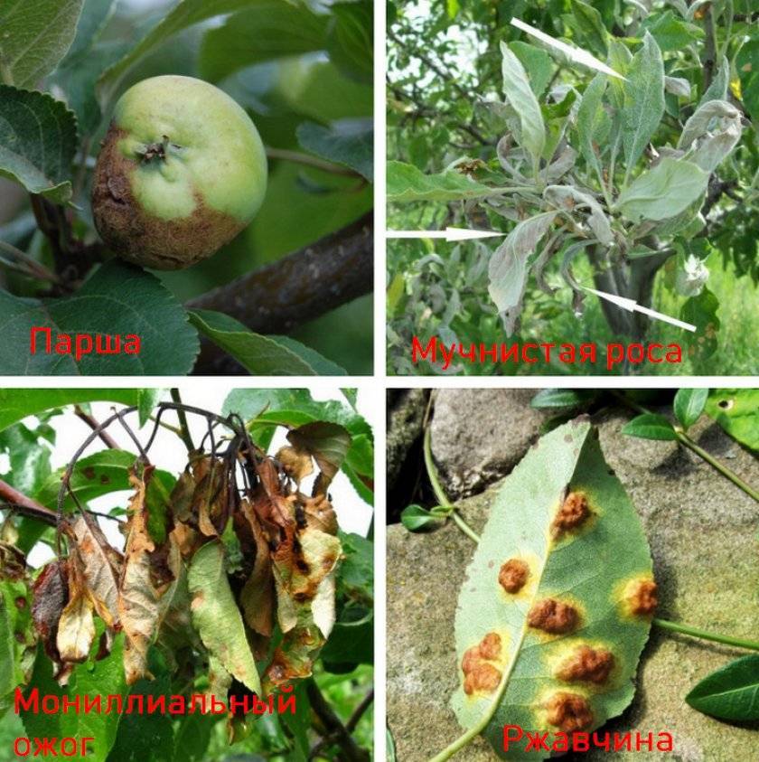 Болезни молодых яблонь и их лечение: фото с признаками