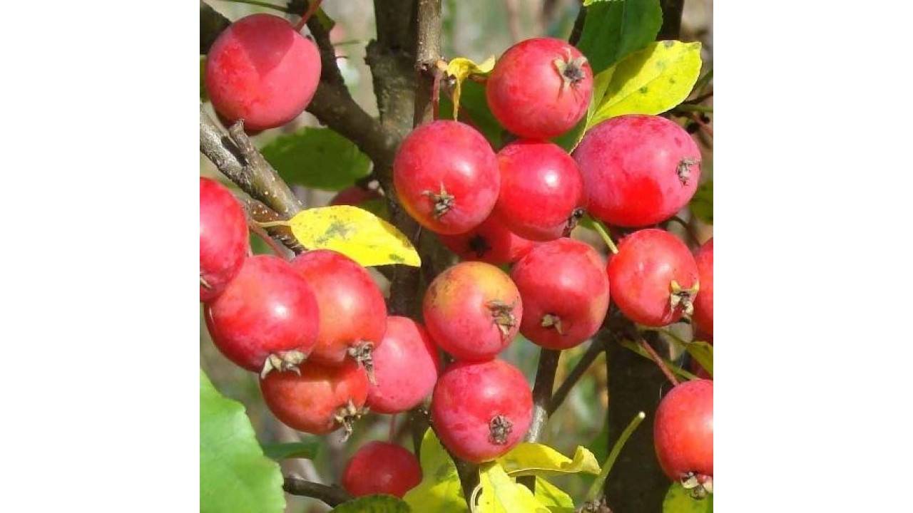 Характеристика райских яблочек и их разновидностей