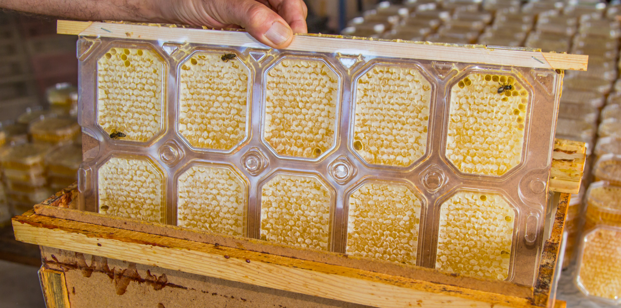 Промышленное пчеловодство: особенности