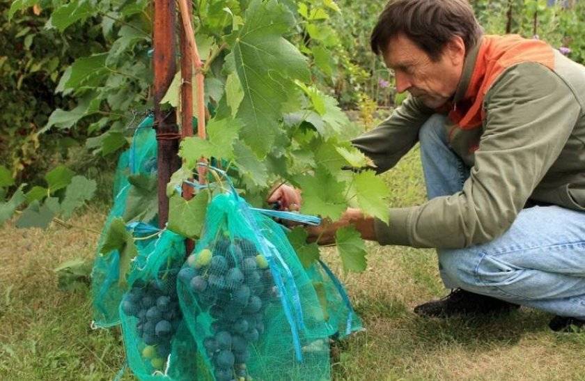 Методы борьбы с осами во время созревания винограда, как его защитить