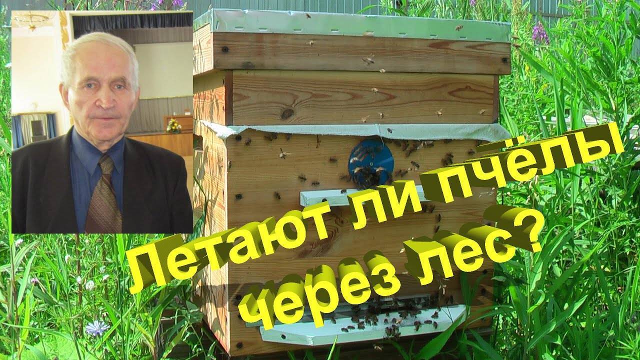 Пчеловодство в сибири кемеровский способ ухода за пчелами