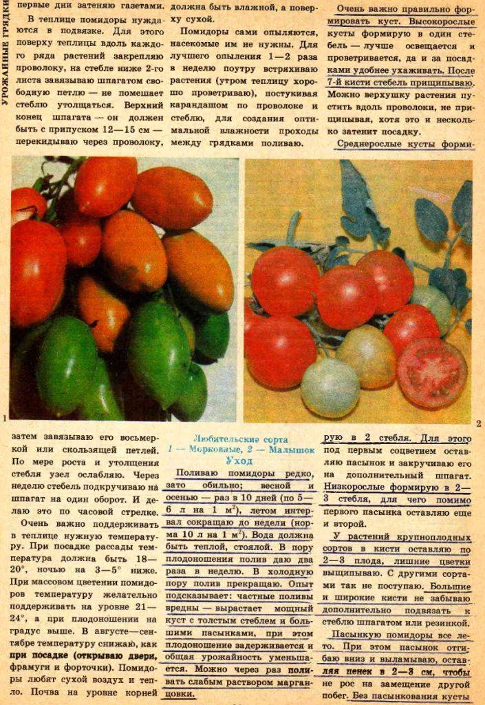 Правила выбора сорта и особенности выращивания крупноплодных томатов в теплице