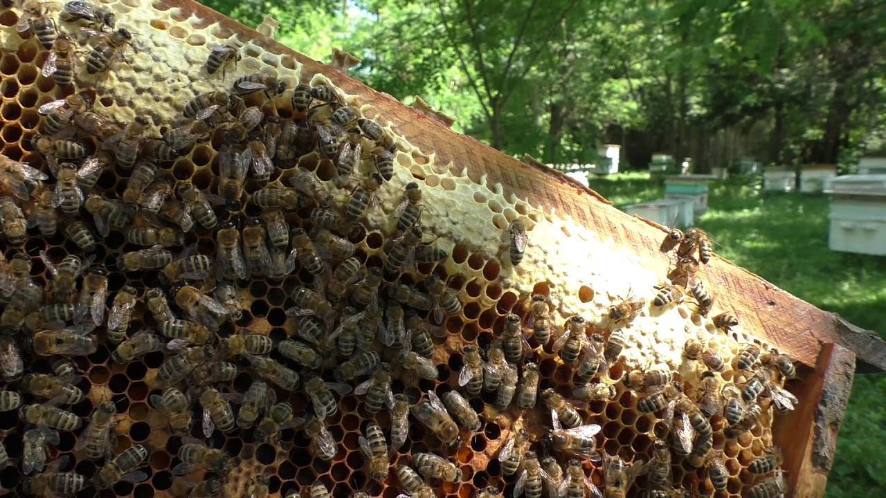 Как вывести матку пчелы?