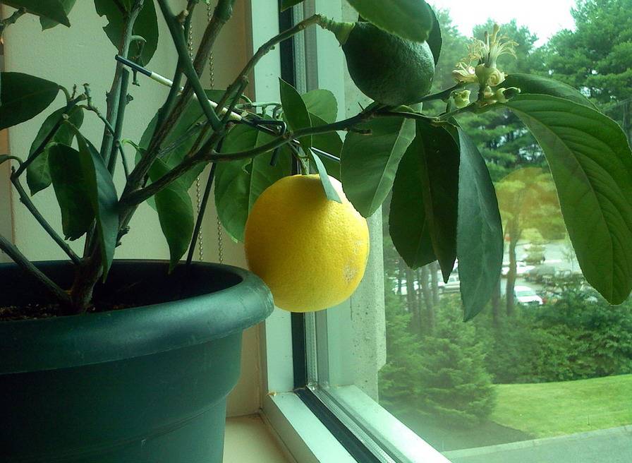 Как сделать чтобы лимон плодоносил дома