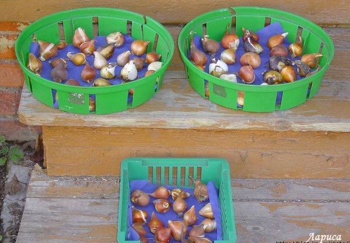 Сроки и способы посадки тюльпанов своими руками в корзины для луковичных