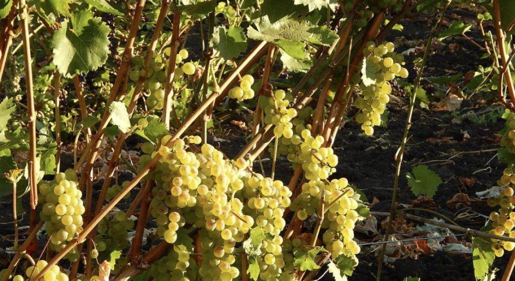 Сорт винограда бианка: описание, фото, отзывы, видео