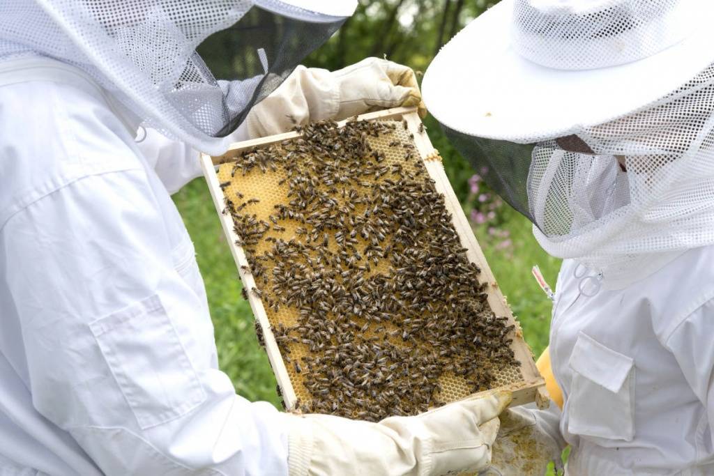 Что такое органический мед? стандарты органического меда