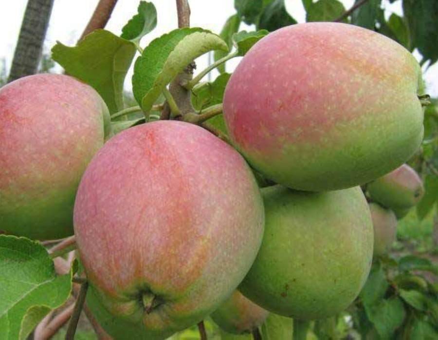 Лучшие зимние сорта яблок: 28 наименований с описаниями и фото
