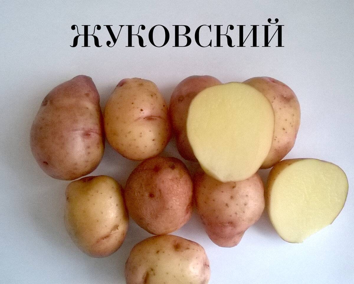 Картофель жуковский: описание и характеристика сорта, сроки, фото
