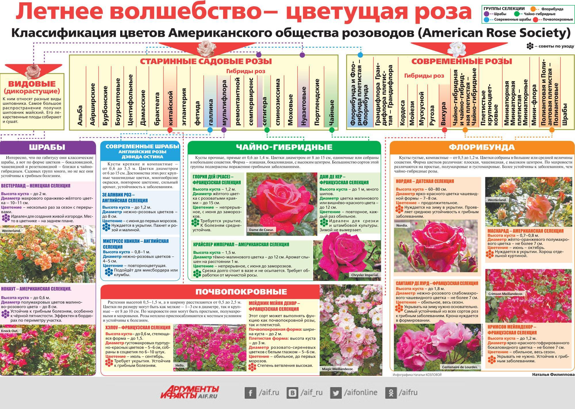Лучшие сорта роз для загородного дома с фото и описанием