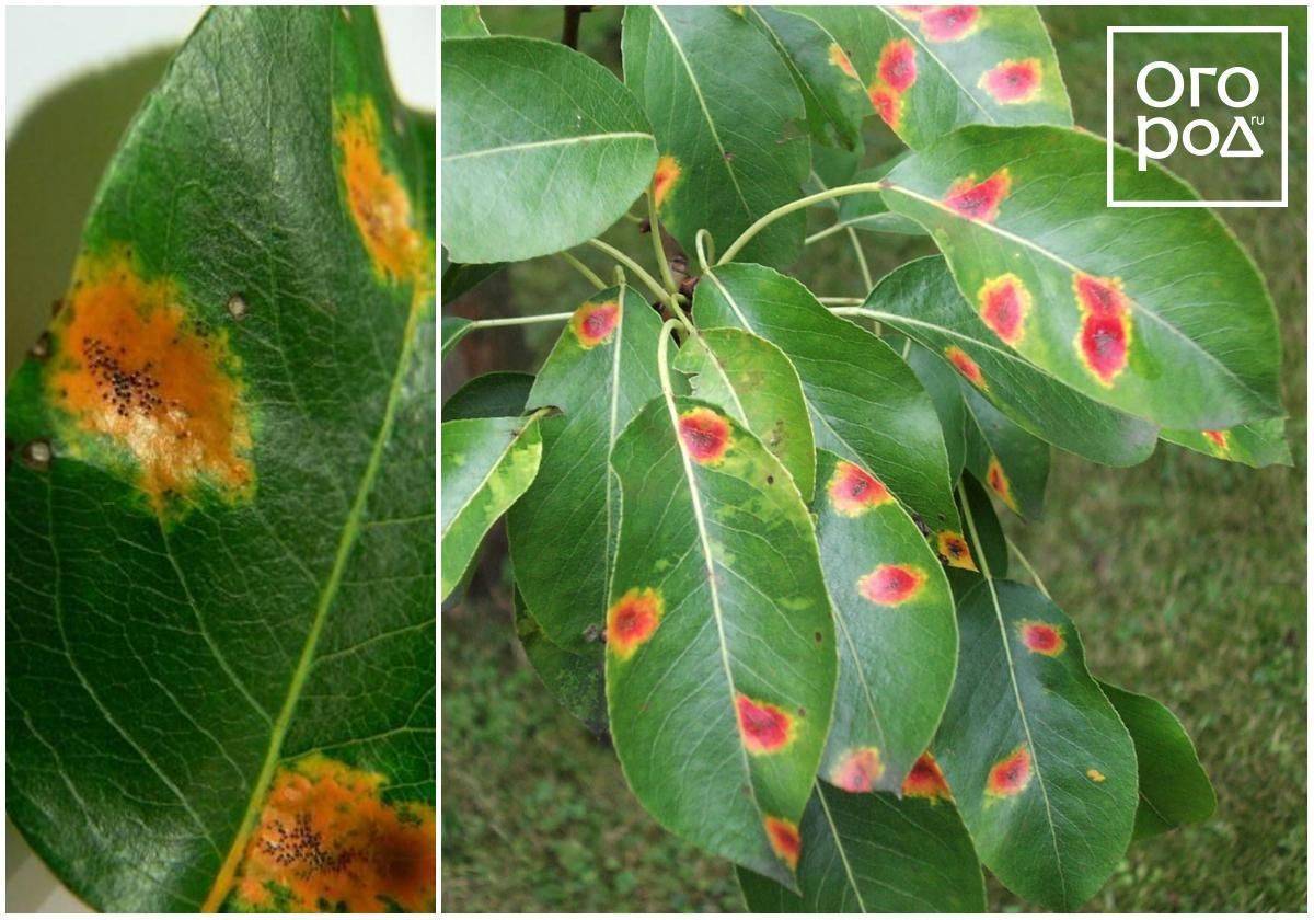 Болезни груши оранжевые (желтые, ржавые, рыжие) пятна на листьях: наросты, что делать и как лечить ржавчину