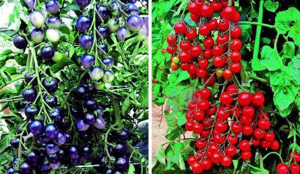 Томат синяя гроздь f1: отзывы об урожайности, характеристика и описание сорта, фото семян