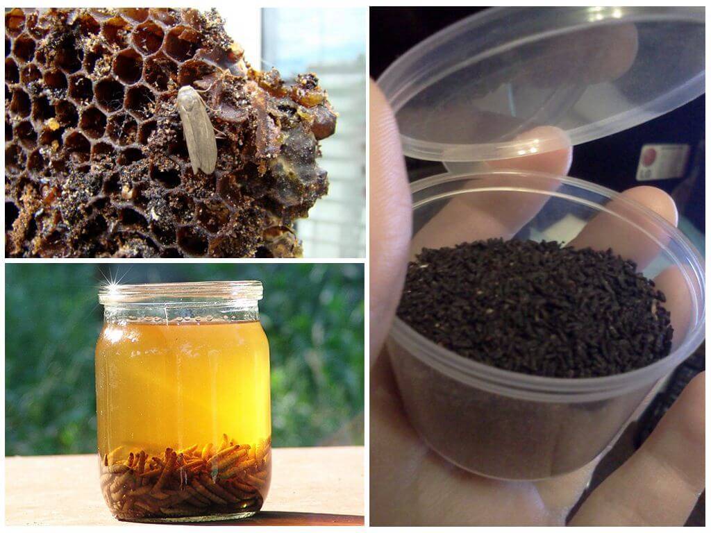 Применение настойки пчелиной моли