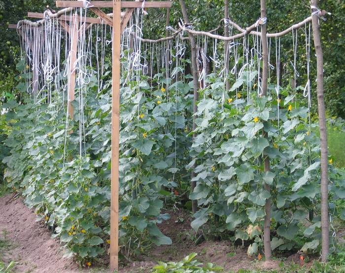 Как подвязывать огурцы, чтобы получить щедрый урожай: подходящие материалы и способы для теплиц и открытого грунта
