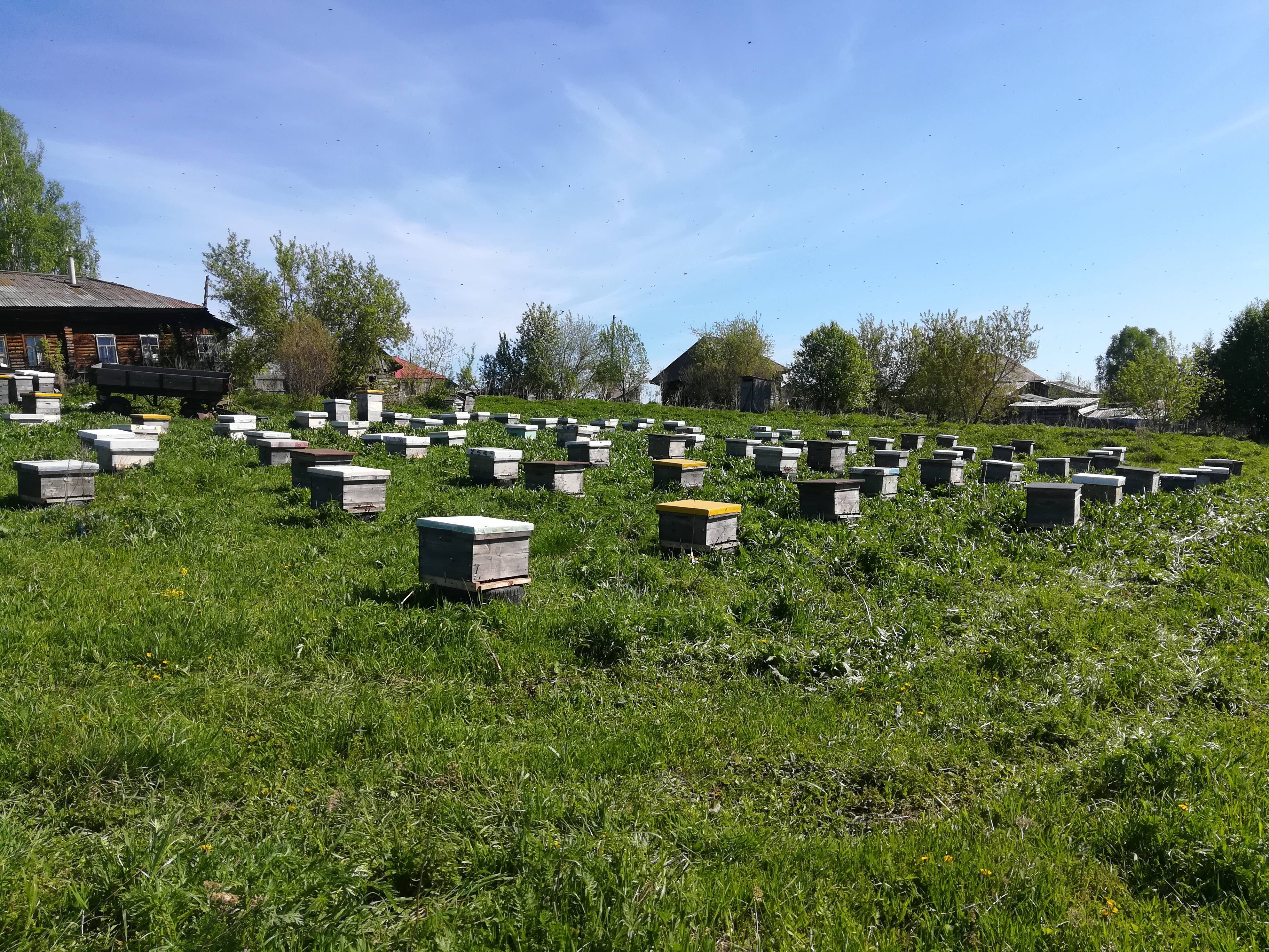 Основы пчеловодства для начинающих
