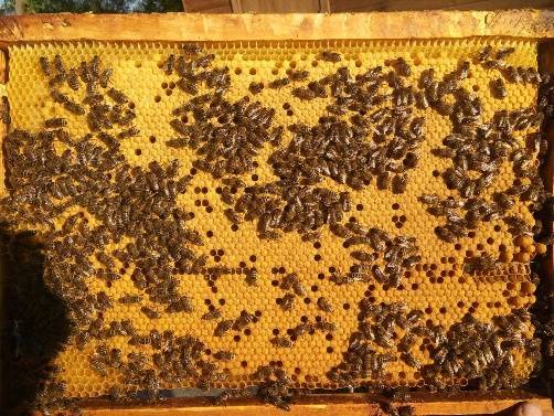 Вывод и смена пчелиных маток