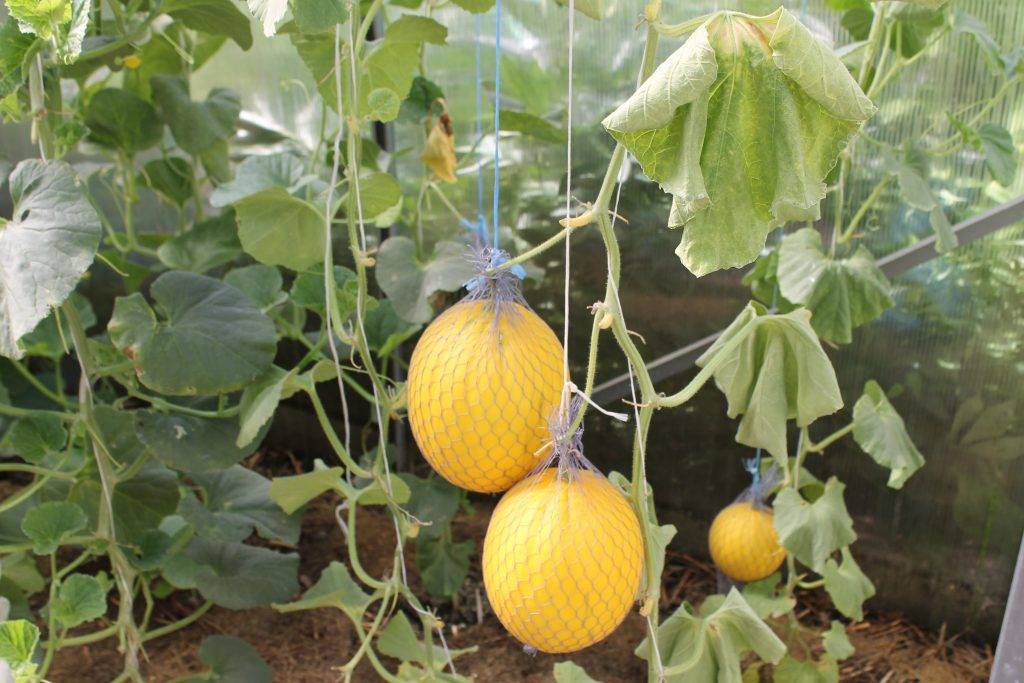 Дыни для сибири: урожайные сорта с описанием и фото