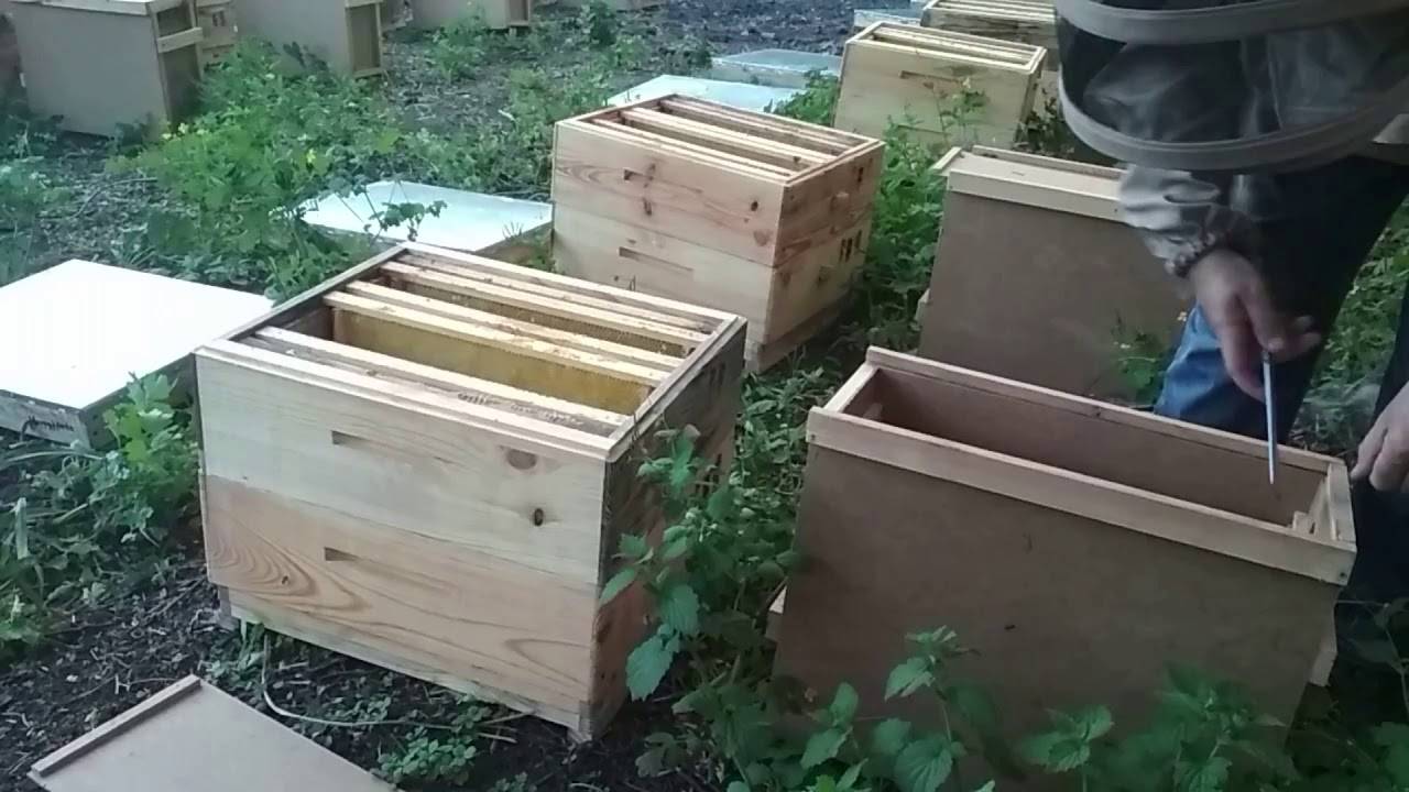 Пчелопакеты – что это такое, как их формируют и содержат