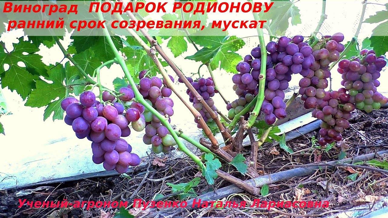 Описание сорта, отзывы и правила выращивания винограда заря несветая