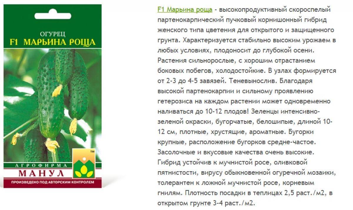 Огурец марьина роща f1: отзывы тех, кто выращивал, обзор преимуществ и недостатков, алгоритм выращивания