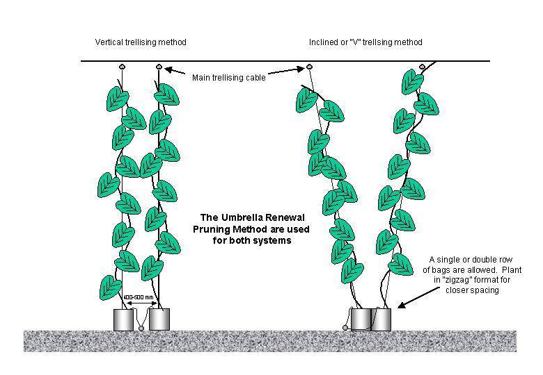 Как вырастить дыни в теплице из поликарбоната