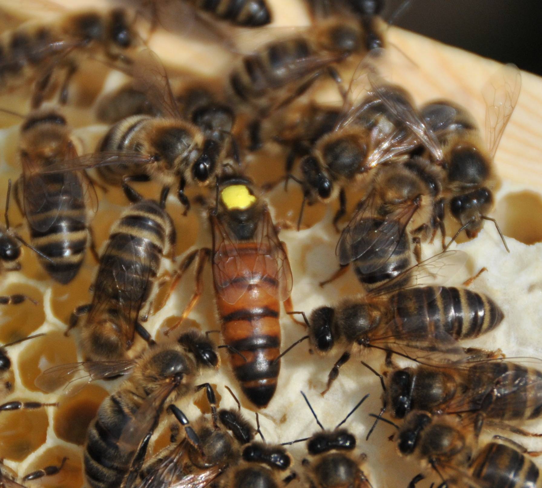 Пчелиная матка: роль в улье, жизненный цикл, процесс оплодотворения, поведенческие реакции | начинающему пчеловоду