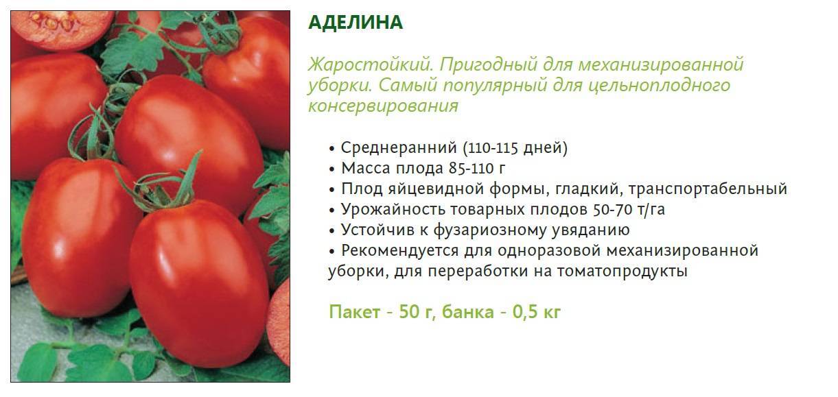 Детерминантный сорт помидоров: что это такое, отличие от индетерминантных томатов, выращивание в открытом грунте