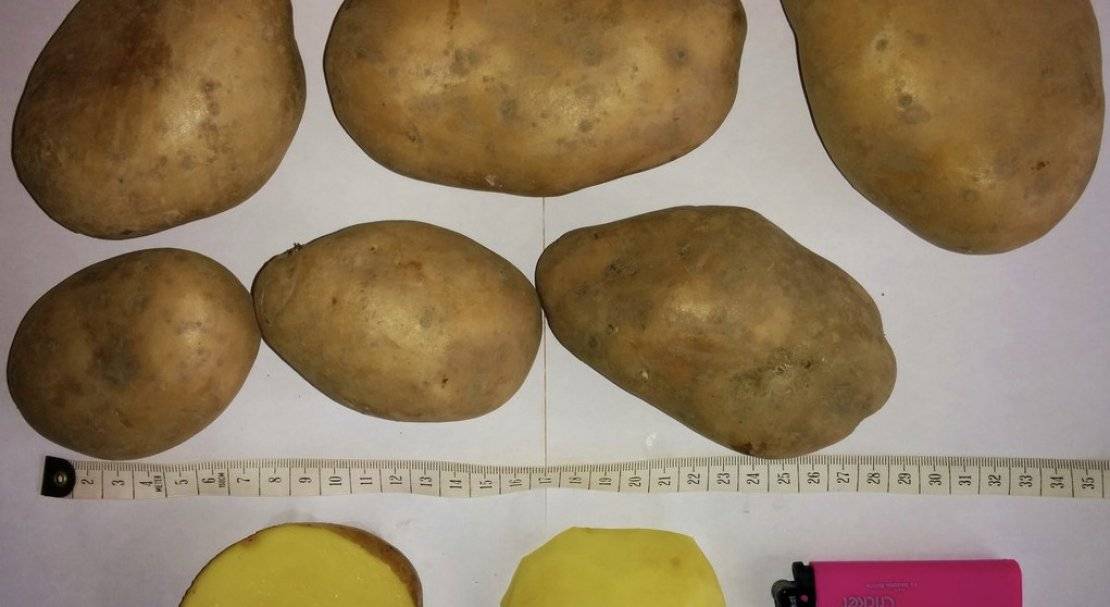 Описание и характеристики картофеля сорта ирбитский, посадка и уход