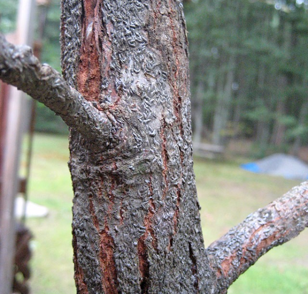 Грибок на яблоне: фото, описание и лечение деревьев