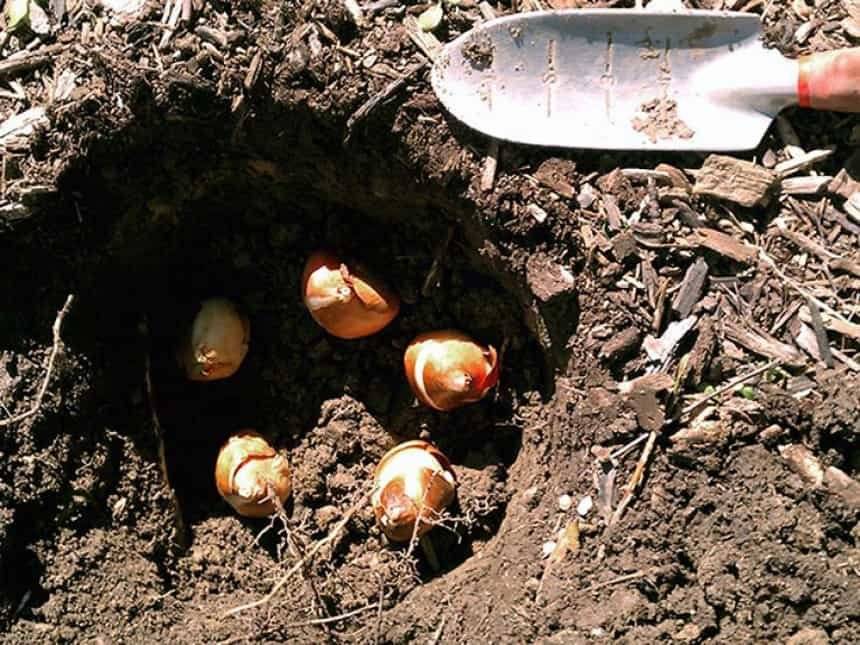 Когда сажать тюльпаны осенью в открытый грунт и как правильно