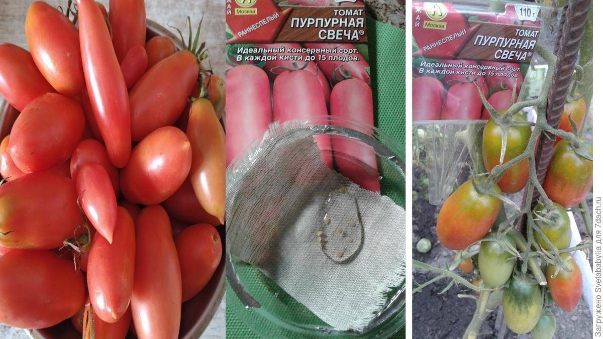 Описание томата Пурпурная Свеча и выращивание сорта рассадным способом