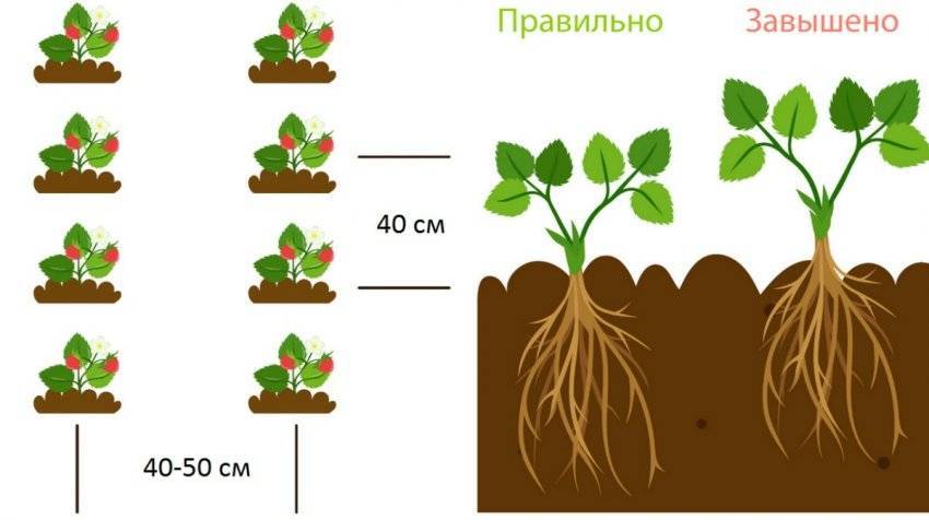 ✅ агротехника выращивания клубники - сад62.рф