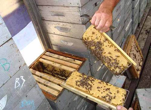 Размножение пчёл - увеличение числа пчелиных семей. экопарк  z