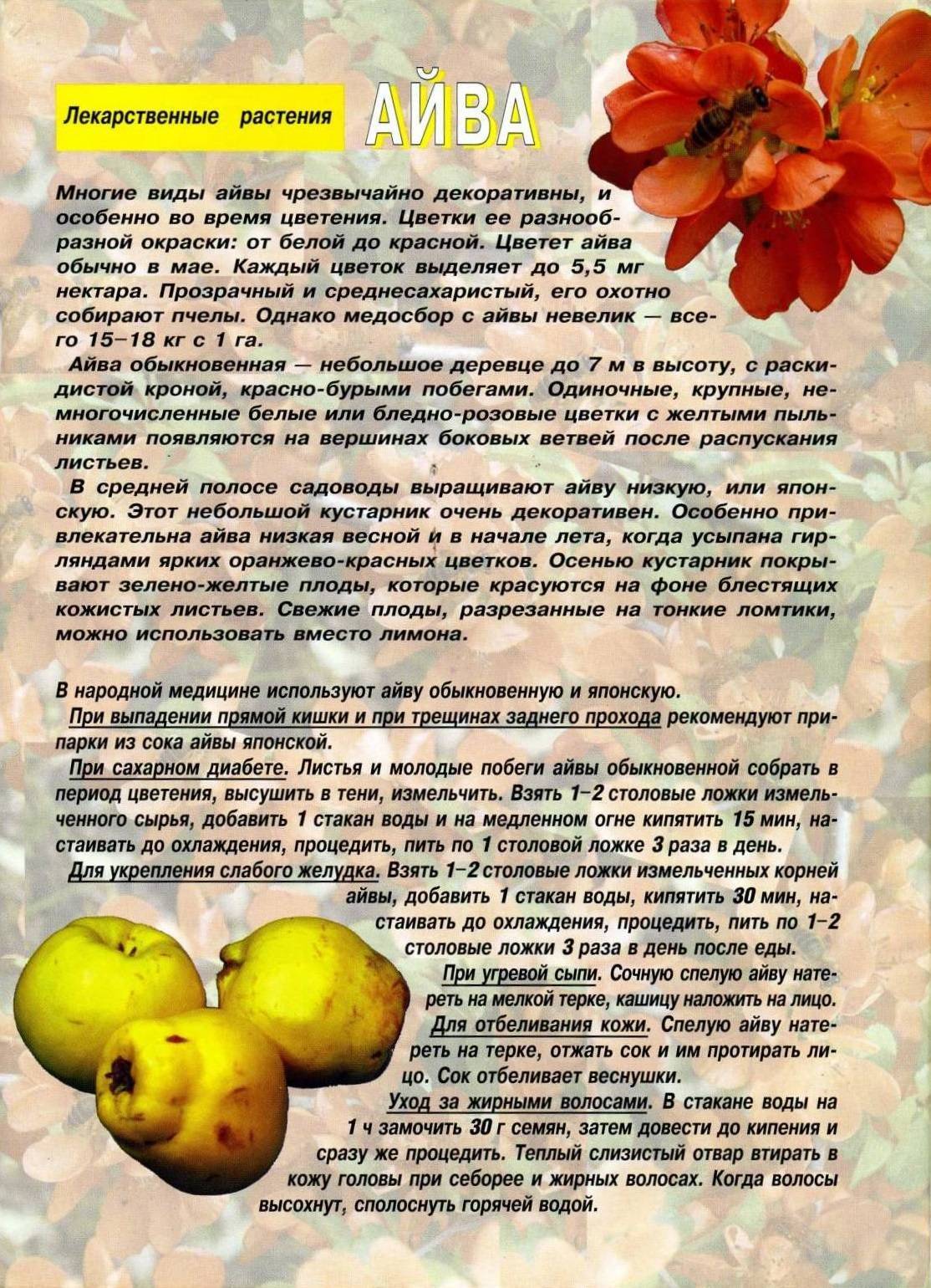 Айва – полезные свойства и противопоказания для здоровья, химический состав плодов и семян, способы приготовления