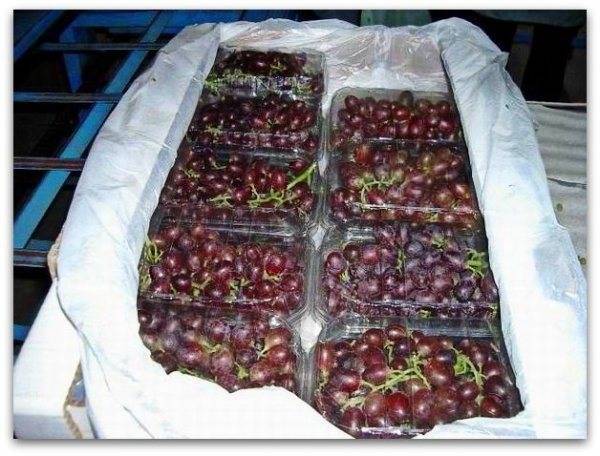 Подготовка винограда к зиме – перечень необходимых работ – сайт о винограде и вине