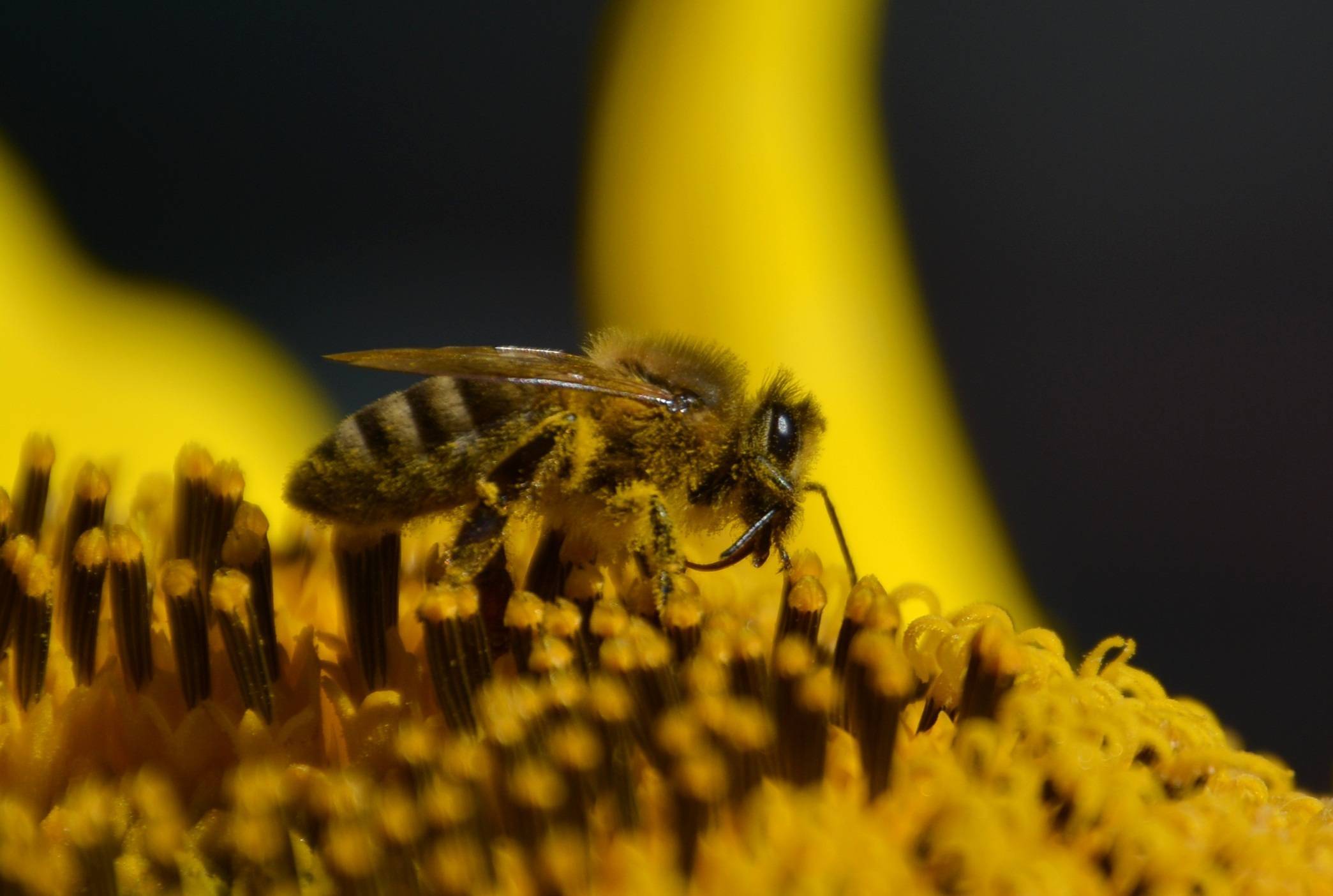 Опыление пчёлами: как происходит процесс, роль пчёл в опылении растений, как привлечь пчёл для опыления