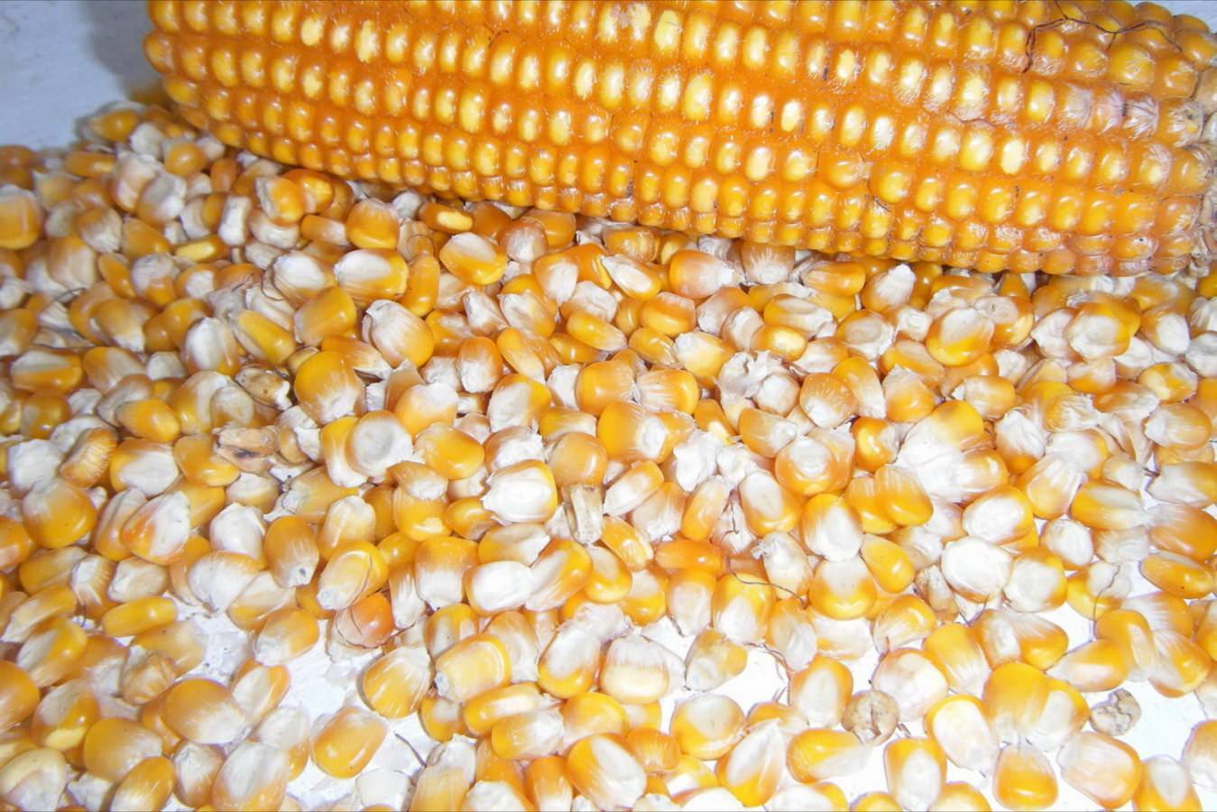 Пророщенная кукуруза: алгоритм проращивания семян, а также как прорастить в домашних условиях, сколько ждать и что делать, если всходы не появляются?