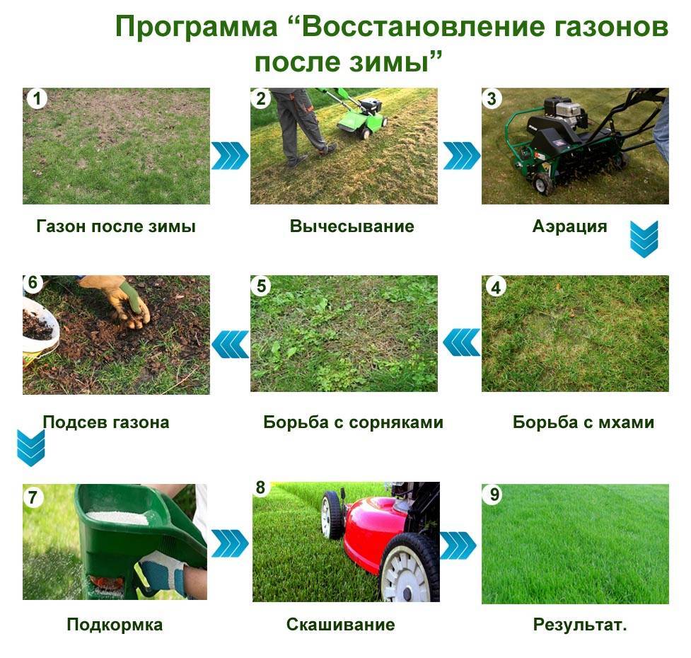 Уход за газоном весной после зимы, летом и осенью. подготовка газона по месяцам
