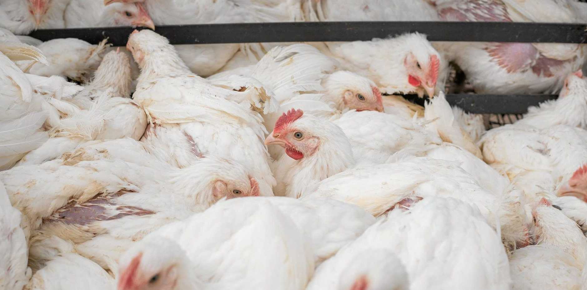 Почему цыплята-бройлеры не набираю вес — разбираем причины