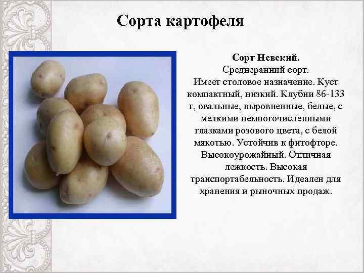 Картофель невский: описание и характеристики сорта, фото, посадка и выращивание