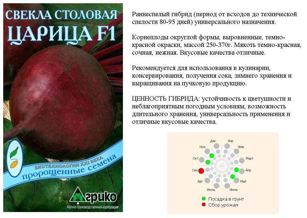 Химический состав свеклы. Свёкла сорта для посадки лучшие. Ценность свеклы. Сорта свеклы таблица. Лучший сорт свеклы для посадки.