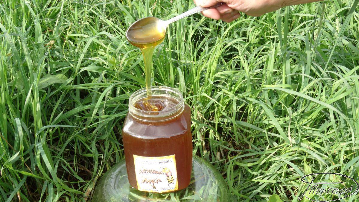 Дягилевый мёд — описание. состав. полезные свойства. применение
