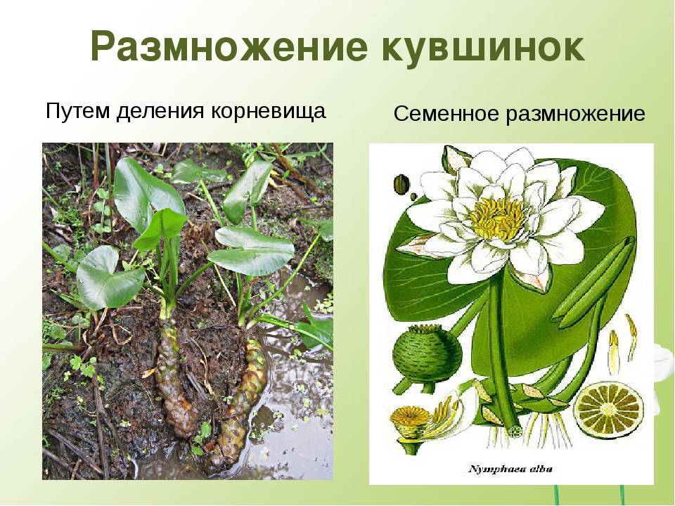 Нимфея (водяная лилия) из семян: посадка и уход в пруду, сорта