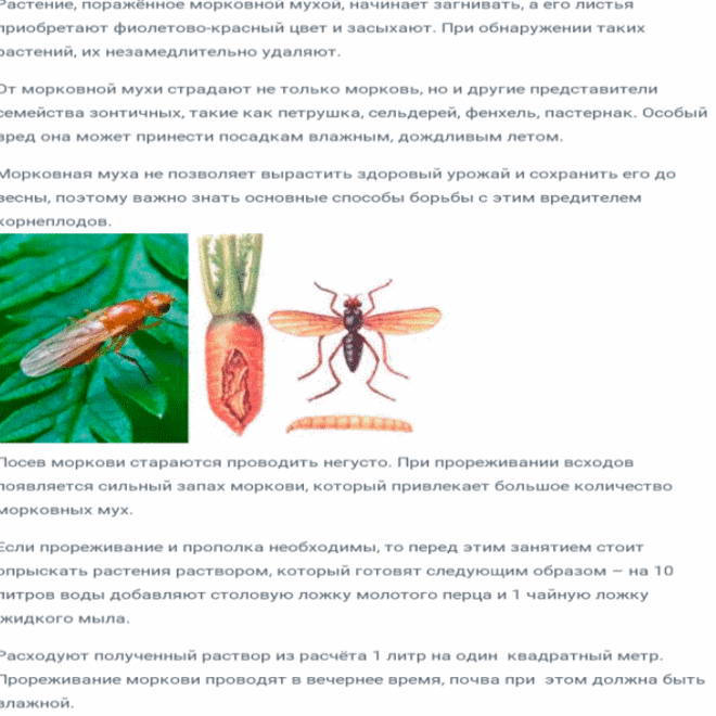 Морковная муха - как с ней бороться на грядках народными средствами