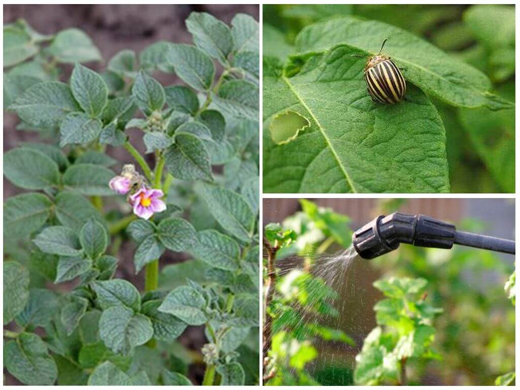 Можно ли опрыскивать картофель от колорадского жука во время цветения: когда и чем